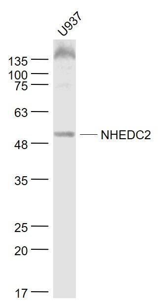 Fig1: Sample:; U937(Human) Cell Lysate at 30 ug; Primary: Anti- NHEDC2 at 1/1000 dilution; Secondary: IRDye800CW Goat Anti-Rabbit IgG at 1/20000 dilution; Predicted band size: 58 kD; Observed band size: 55 kD