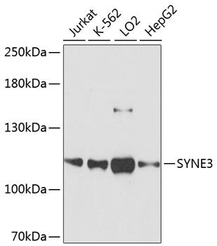 Western blot - SYNE3 Polyclonal Antibody 