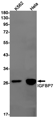 Western blot detection of IGFBP7 in K562,Hela cell lysates using IGFBP7 Rabbit pAb(1:1000 diluted).Predicted band size:29kDa.Observed band size:29kDa.