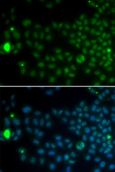 Immunofluorescence - SPDYA Polyclonal Antibody 