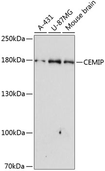 Western blot - CEMIP Polyclonal Antibody 