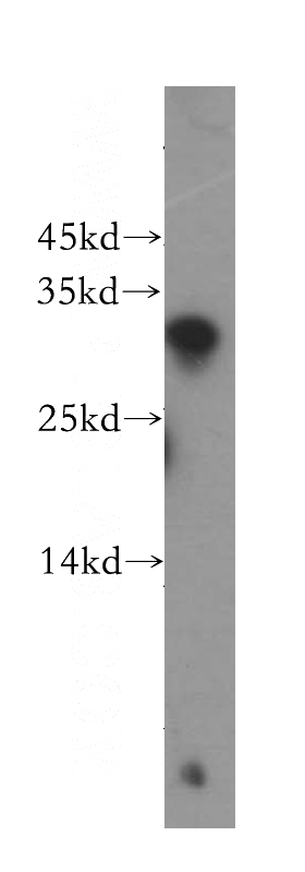 HeLa cells were subjected to SDS PAGE followed by western blot with Catalog No:114728(RNASEH1 antibody) at dilution of 1:500