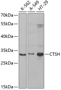 Western blot - CTSH Polyclonal Antibody 
