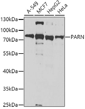 Western blot - PARN Polyclonal Antibody 