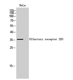 Fig1:; Western Blot analysis of HeLa cells using Olfactory receptor 2D3 Polyclonal Antibody
