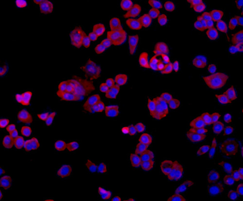 Fig4: ICC staining TMEM177 in MCF-7 cells (red). The nuclear counter stain is DAPI (blue). Cells were fixed in paraformaldehyde, permeabilised with 0.25% Triton X100/PBS.