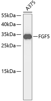 Western blot - FGF5 Polyclonal Antibody 