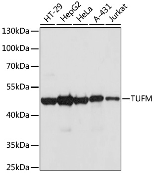 Western blot - TUFM Polyclonal Antibody 