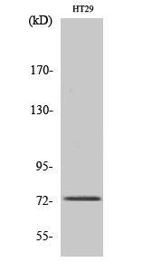 Fig1:; Western Blot analysis of various cells using EOMES Polyclonal Antibody cells nucleus extracted by Minute TM Cytoplasmic and Nuclear Fractionation kit (SC-003,Inventbiotech,MN,USA).