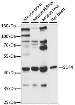 Western blot - SDF4 Polyclonal Antibody 