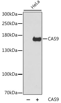 Western blot - CAS9 Polyclonal Antibody 