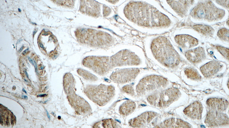 Immunohistochemistry of paraffin-embedded human heart tissue slide using Catalog No:111724(humanin Antibody) at dilution of 1:50 (under 40x lens)