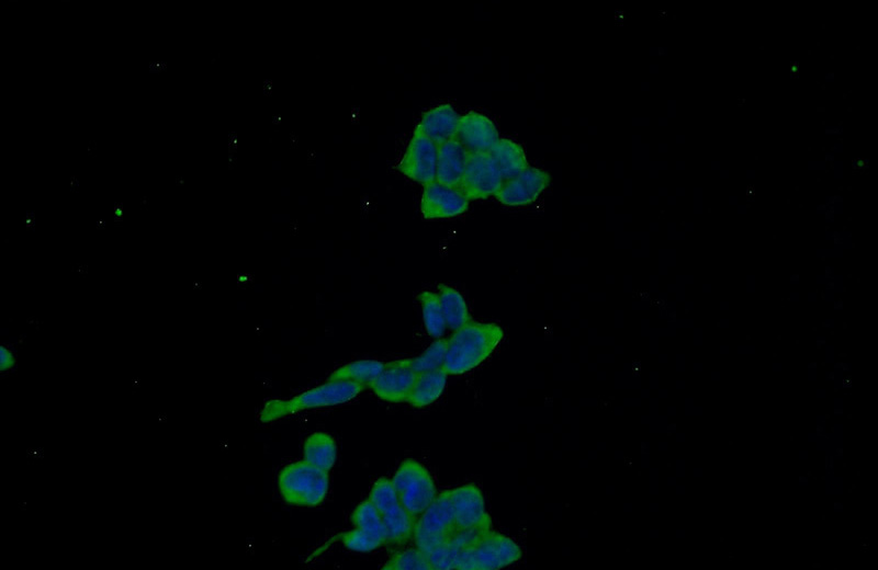Immunofluorescent analysis of HEK-293 cells using Catalog No:116976(WWC2 Antibody) at dilution of 1:50 and Alexa Fluor 488-congugated AffiniPure Goat Anti-Rabbit IgG(H+L)