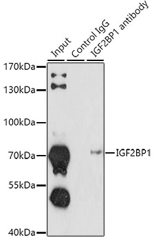Immunoprecipitation - IGF2BP1 Polyclonal Antibody 