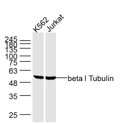Fig1: Sample:; K562 Cell (Human) Lysate at 40 ug; Jurkat Cell (Human) Lysate at 40 ug; Primary: Anti- beta I Tubulin at 1/1000 dilution; Secondary: IRDye800CW Goat Anti-Mouse IgG at 1/20000 dilution; Predicted band size: 50 kD; Observed band size: 50 kD
