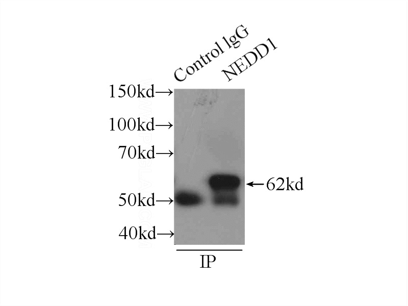 IP Result of anti-NEDD1 (IP:Catalog No:113095, 3ug; Detection:Catalog No:113095 1:800) with HeLa cells lysate 2150ug.