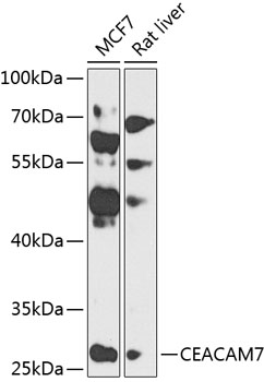 Western blot - CEACAM7 Polyclonal Antibody 