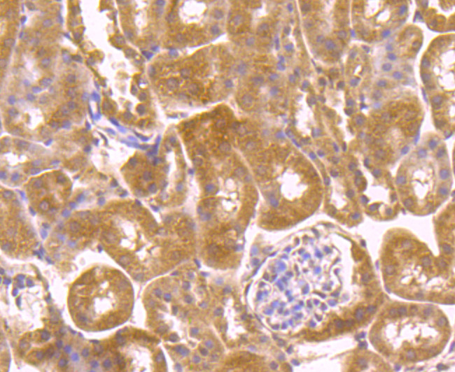 Fig4: Immunohistochemical analysis of paraffin-embedded mouse kidney tissue using anti-PLEKHH1 antibody. Counter stained with hematoxylin.