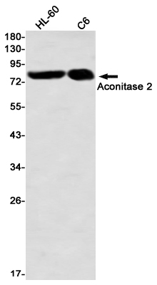 Western blot detection of Aconitase 2 in HL-60,C6 using Aconitase 2 Rabbit mAb(1:1000 diluted)