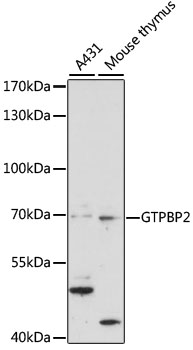 Western blot - GTPBP2 Polyclonal Antibody 