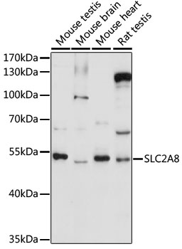 Western blot - SLC2A8 Polyclonal Antibody 