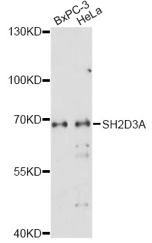 Western blot - SH2D3A Polyclonal Antibody 