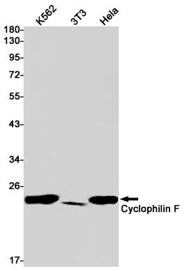 Western blot detection of Cyclophilin F in K562,3T3,Hela cell lysates using Cyclophilin F Rabbit pAb(1:1000 diluted).Predicted band size:22kDa.Observed band size:18kDa.