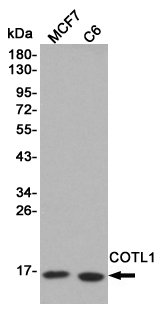 Western blot detection of COTL1 in MCF7 and C6 cell lysates using COTL1 mouse mAb (1:1000 diluted).Predicted band size:16KDa.Observed band size:16KDa.