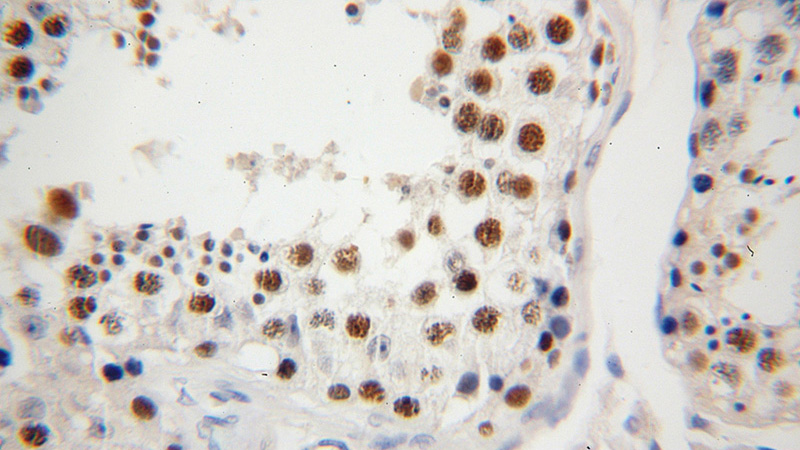 Immunohistochemical of paraffin-embedded human testis using Catalog No:112958(NASP antibody) at dilution of 1:100 (under 40x lens)