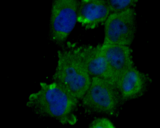 Fig2:; ICC staining of NHE-1 in A431 cells (green). Formalin fixed cells were permeabilized with 0.1% Triton X-100 in TBS for 10 minutes at room temperature and blocked with 1% Blocker BSA for 15 minutes at room temperature. Cells were probed with the primary antibody ( 1/100) for 1 hour at room temperature, washed with PBS. Alexa Fluor®488 Goat anti-Rabbit IgG was used as the secondary antibody at 1/100 dilution. The nuclear counter stain is DAPI (blue).