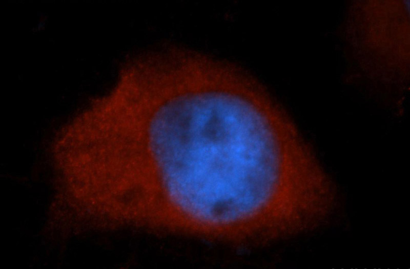 Immunofluorescent analysis of MCF-7 cells, using S100A6 antibody Catalog No:114963 at 1:50 dilution and Rhodamine-labeled goat anti-rabbit IgG (red). Blue pseudocolor = DAPI (fluorescent DNA dye).