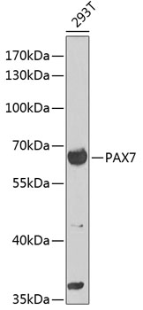 Western blot - PAX7 Polyclonal Antibody 