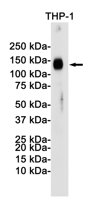 Western blot detection of LAMP2 in THP-1 cell lysates using LAMP2 Rabbit pAb(1:1000 diluted).Predicted band size:45KDa.Observed band size:110KDa.