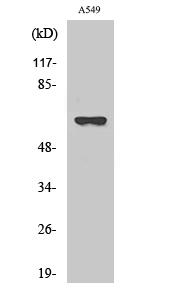 Fig1:; Western Blot analysis of various cells using ADCK1 Polyclonal Antibody