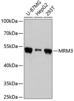 Western blot - MRM3 Polyclonal Antibody 