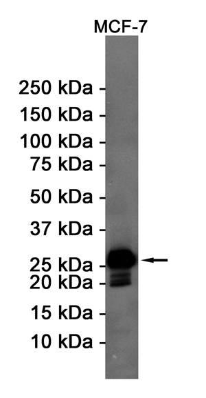Western blot detection of Bcl-2 in MCF-7 cell lysates using Bcl-2 Rabbit pAb(1:1000 diluted).Predicted band size:26KDa.Observed band size:26KDa.