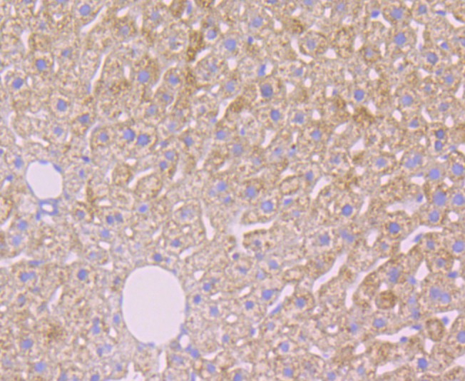 Fig4: Immunohistochemical analysis of paraffin-embedded mouse liver tissue using anti-Alpha-2-macroglobulin antibody. The section was pre-treated using heat mediated antigen retrieval with sodium citrate buffer (pH 6.0) for 20 minutes. The tissues were blocked in 5% BSA for 30 minutes at room temperature, washed with ddH2O and PBS, and then probed with the antibody at 1/50 dilution, for 30 minutes at room temperature and detected using an HRP conjugated compact polymer system. DAB was used as the chrogen. Counter stained with hematoxylin and mounted with DPX.