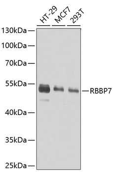 Western blot - RBBP7 Polyclonal Antibody 