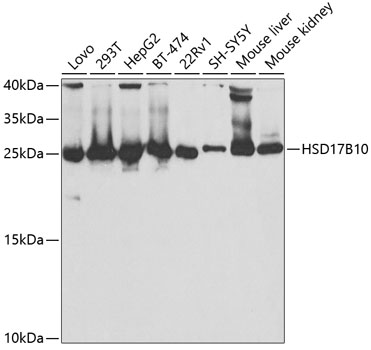 Western blot - HSD17B10 Polyclonal Antibody 