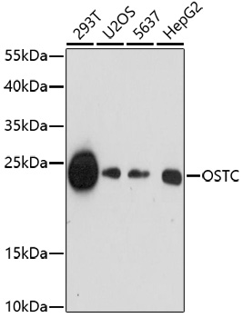 Western blot - OSTC Polyclonal Antibody 