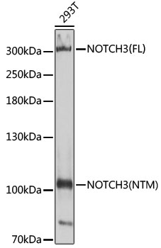 Western blot - NOTCH3 Polyclonal Antibody 