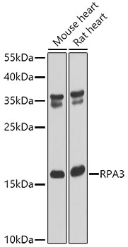 Western blot - RPA3 Polyclonal Antibody 