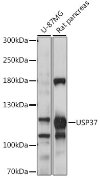 Western blot - USP37 Polyclonal Antibody 