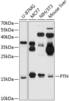 Western blot - PTN Polyclonal Antibody 