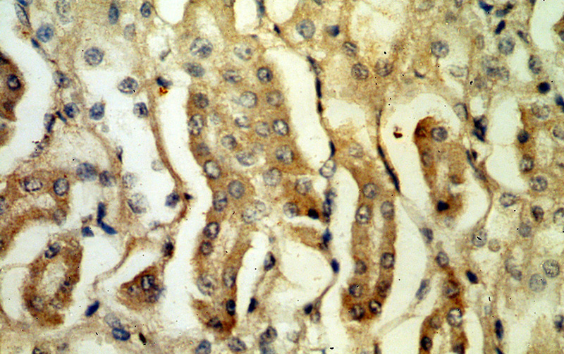 Immunohistochemical of paraffin-embedded human kidney using Catalog No:114013(PLSCR3 antibody) at dilution of 1:50 (under 40x lens)