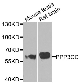 Western blot - PPP3CC Polyclonal Antibody 