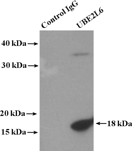 IP Result of anti-UBE2L6 (IP:Catalog No:116531, 4ug; Detection:Catalog No:116531 1:1000) with Jurkat cells lysate 2000ug.