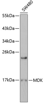 Western blot - MDK Polyclonal Antibody 