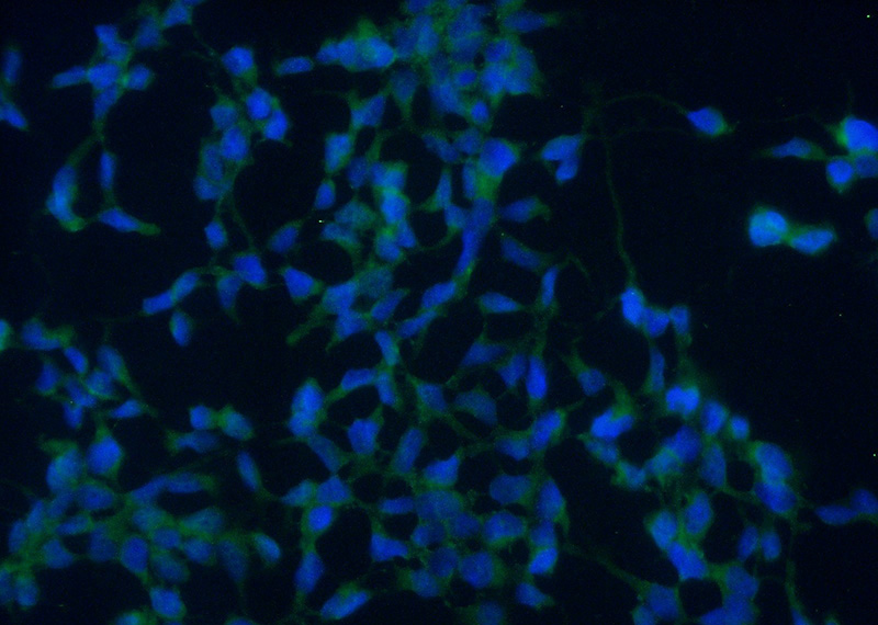 Immunofluorescent analysis of (-20°C Ethanol) fixed HEK-293 cells using Catalog No:109467(COPZ1 Antibody) at dilution of 1:50 and Alexa Fluor 488-congugated AffiniPure Goat Anti-Rabbit IgG(H+L)