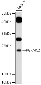 Western blot - PGRMC2 Polyclonal Antibody 